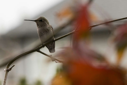 When Should You Take Down Hummingbird Feeders This Fall?