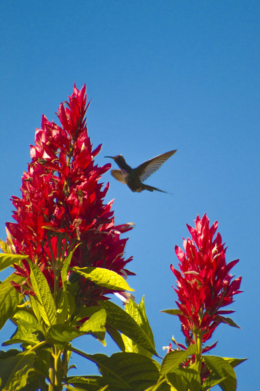 Top Native Plants to Attract Hummingbirds in Arizona (2025 Guide)