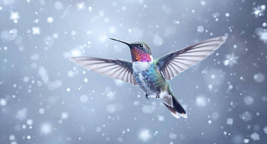 Anna's hummingbird in winter