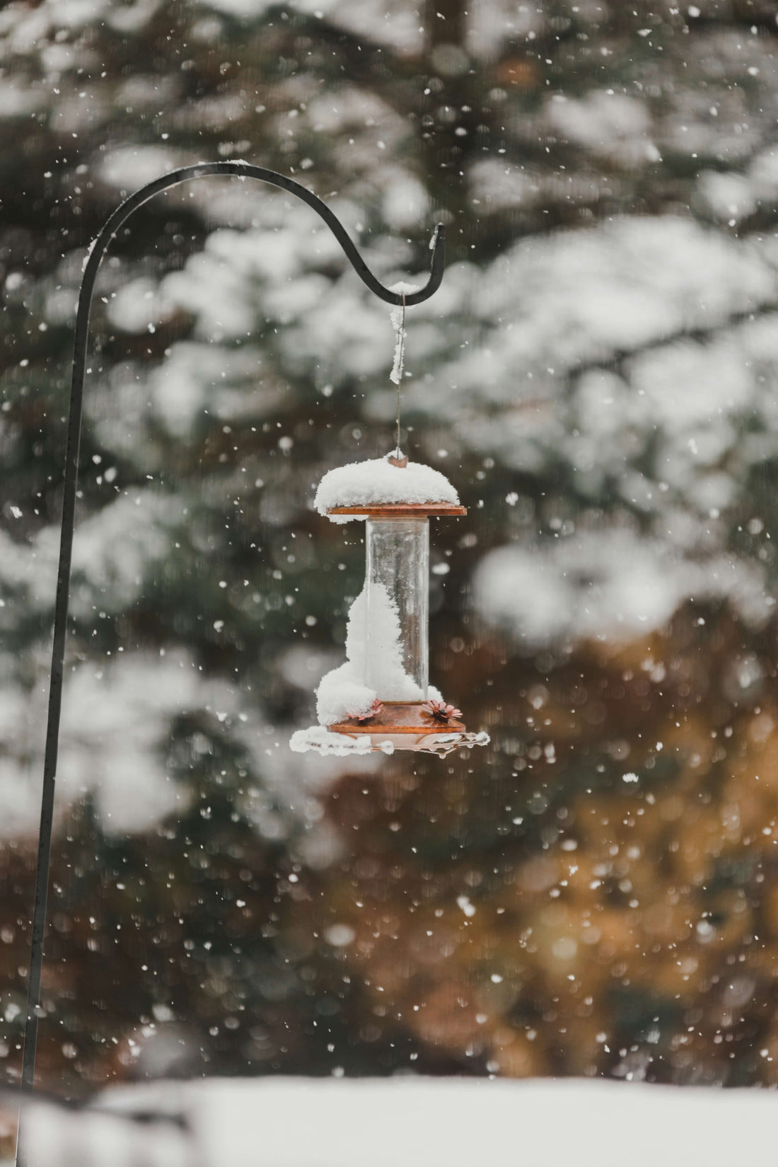 ❄️ How to Keep Hummingbird Nectar From Freezing (And Why It Matters More Than You Think)