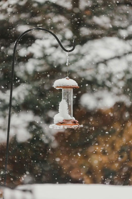 ❄️ How to Keep Hummingbird Nectar From Freezing (And Why It Matters More Than You Think)