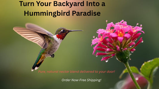 Hummingbird feeding at garden feeder with nectar and flowers