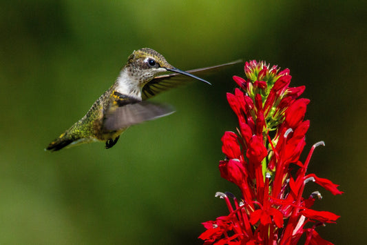 Attract Hummingbirds to Your Texas Garden with Native Plants (2025)
