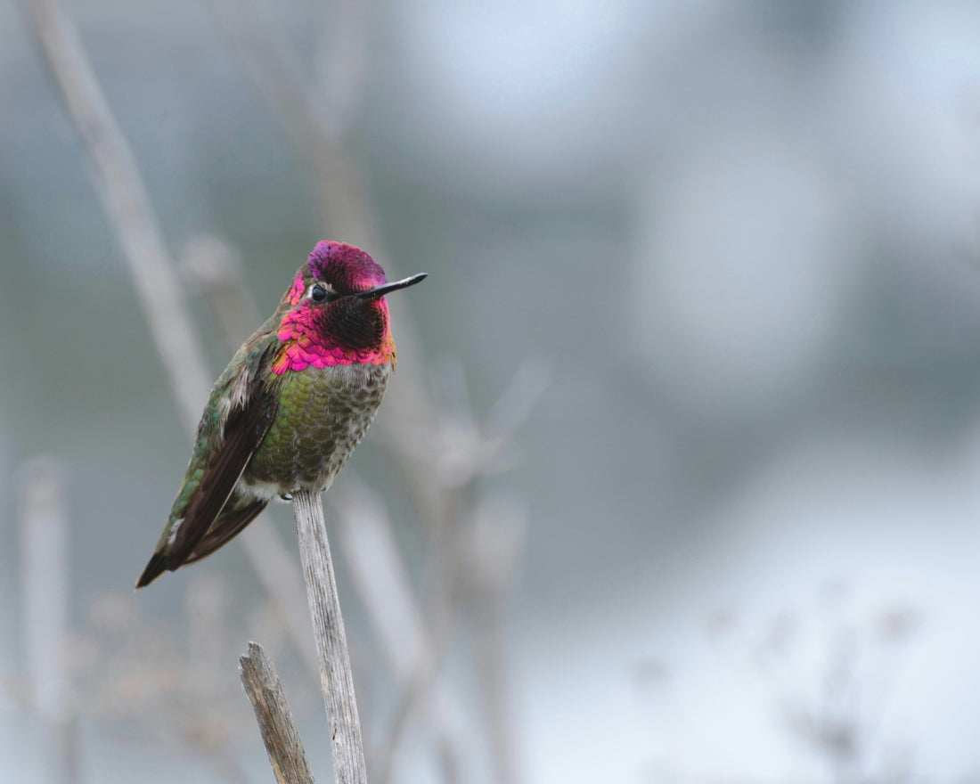 Feeding Hummingbirds in Cold Weather: Simple Survival Tips