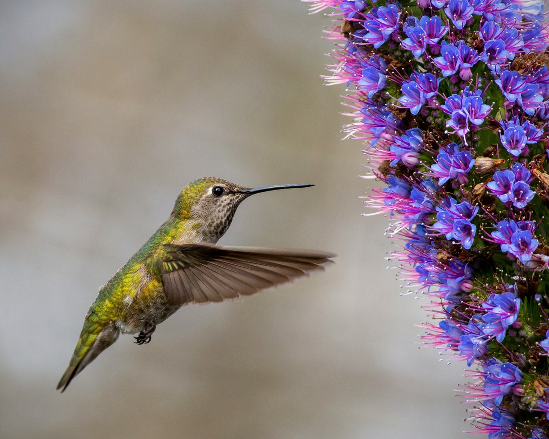 California Native Plants for Hummingbirds: Complete Garden Guide 2025